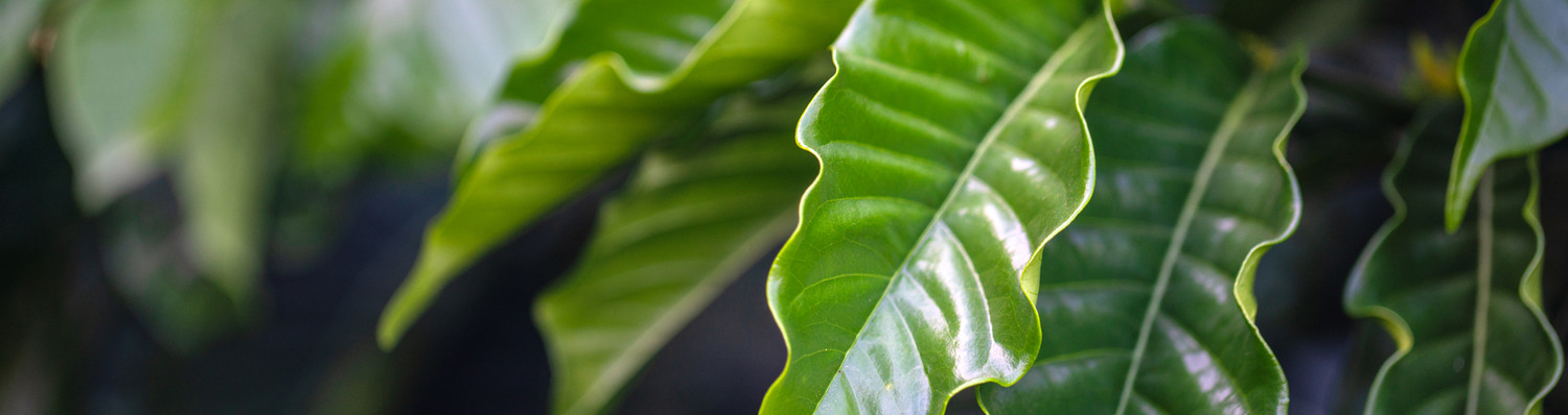 Close-up shot of coffee leaves