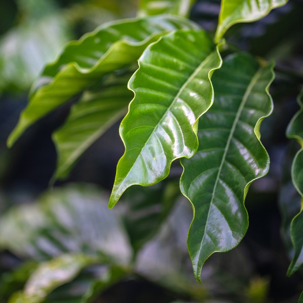 Close-up shot of coffee leaves